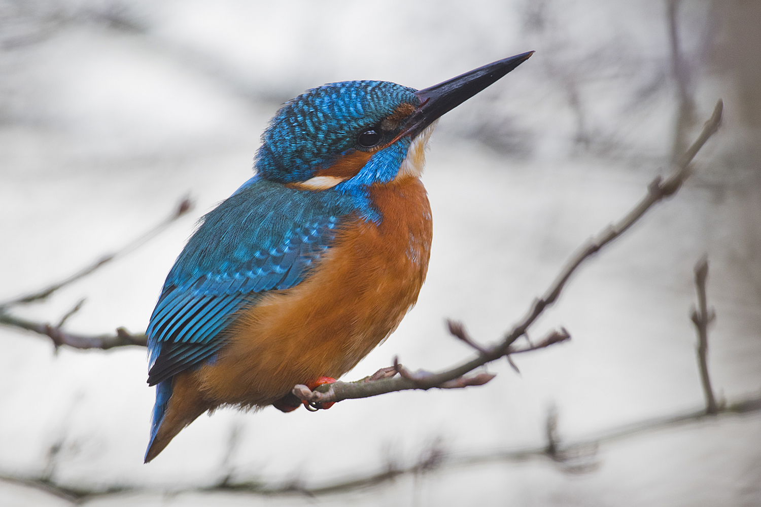 Eisvogel