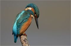 Eisvogel