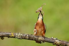 Eisvogel