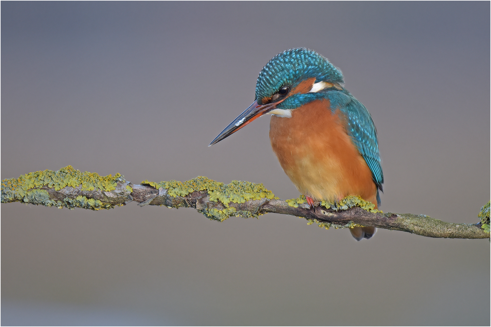 Eisvogel