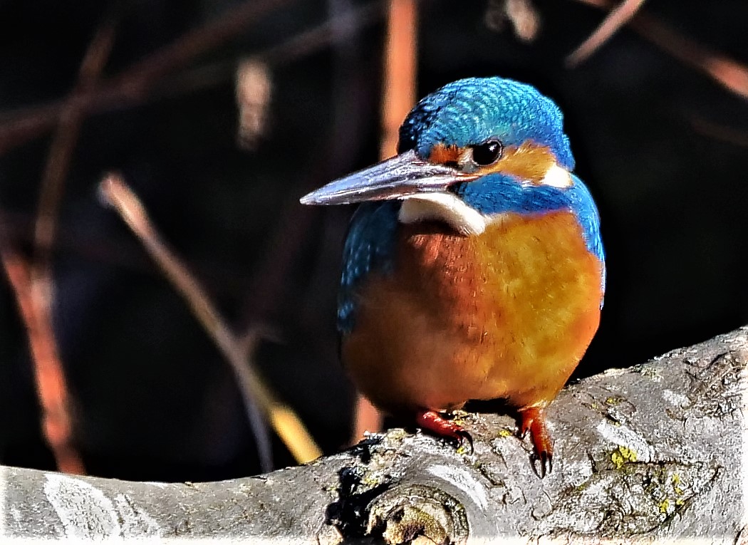 Eisvogel