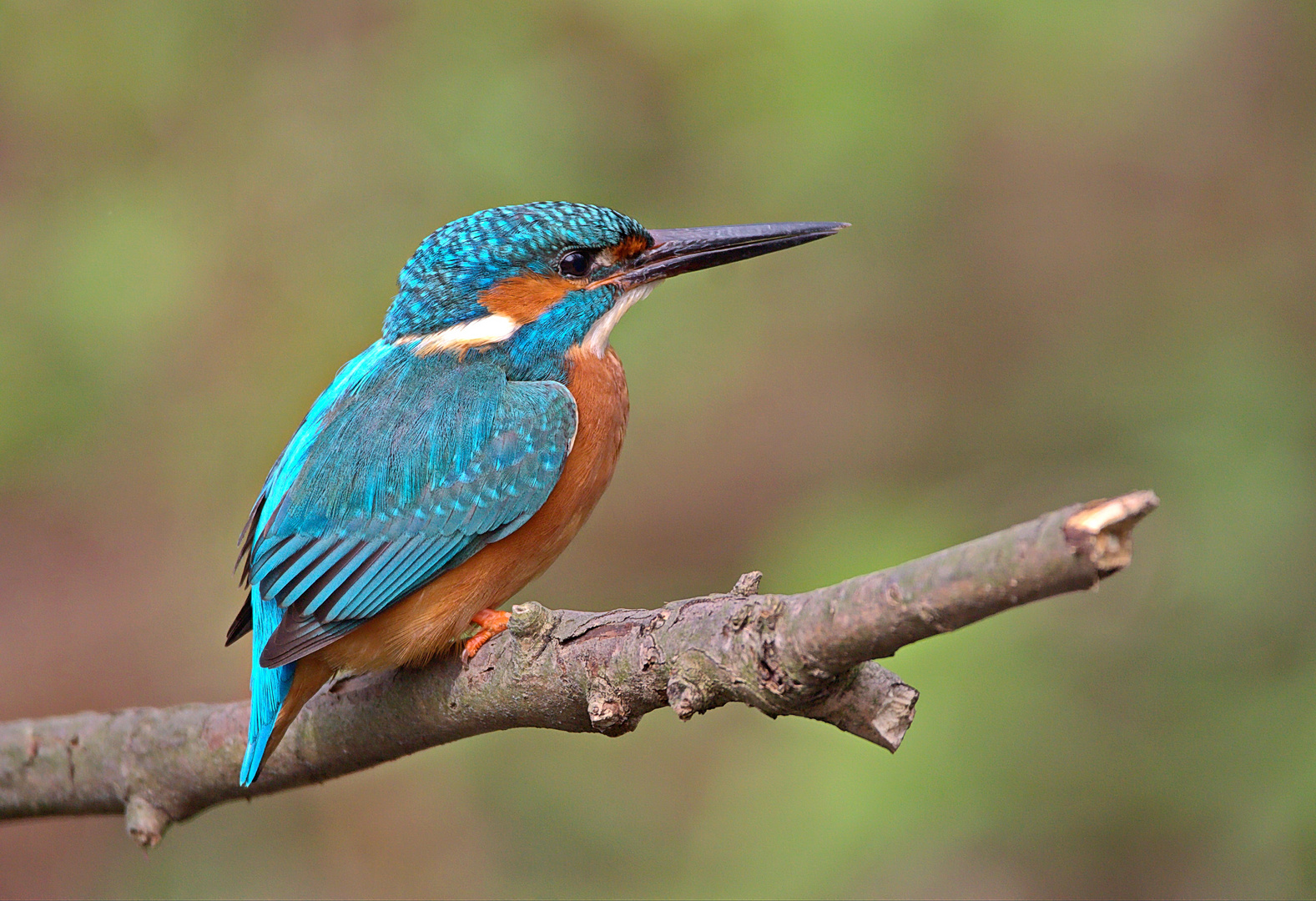   Eisvogel  