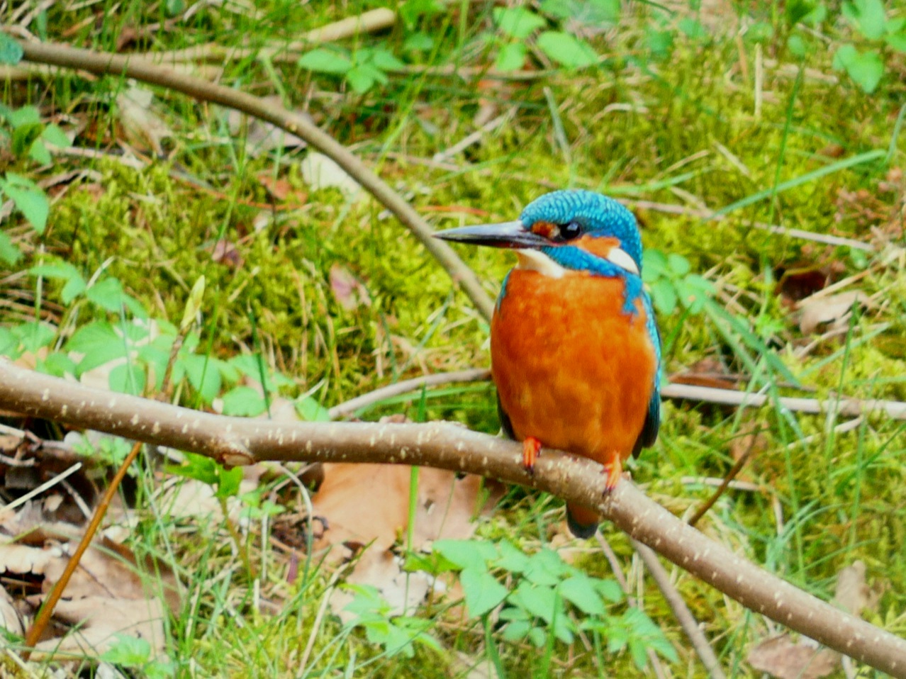 Eisvogel