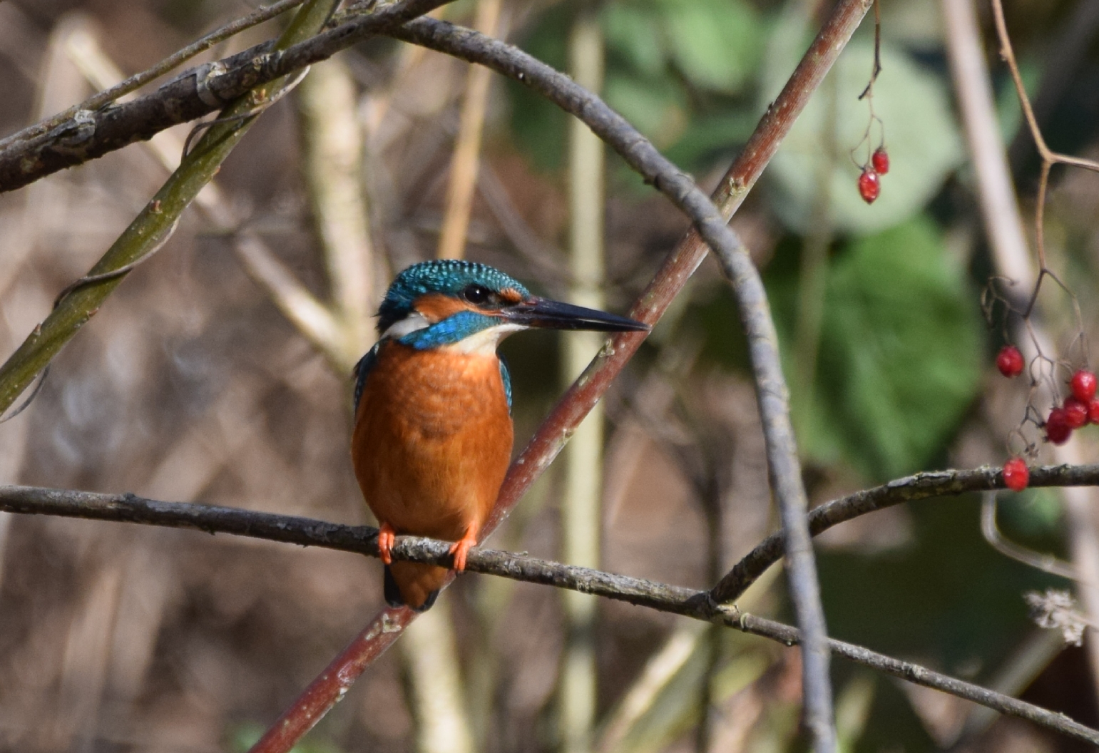 Eisvogel 