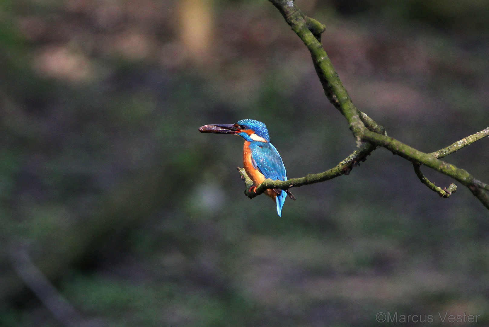 Eisvogel