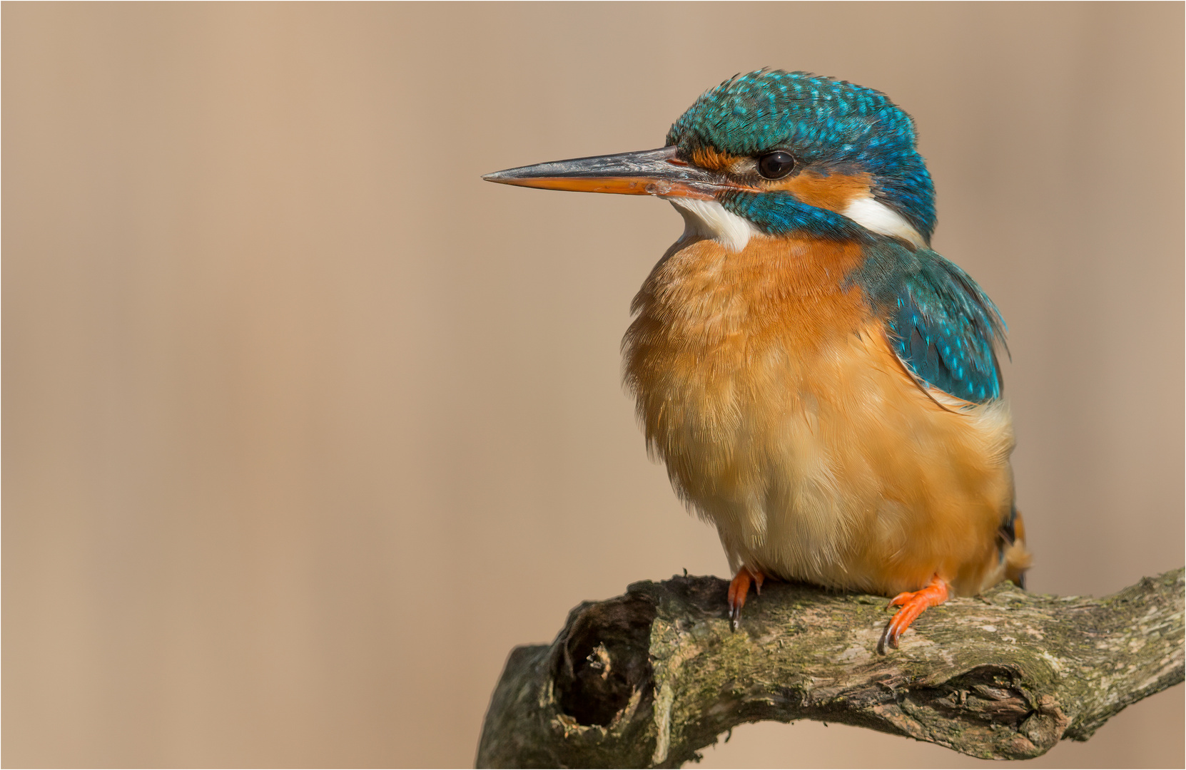 Eisvogel