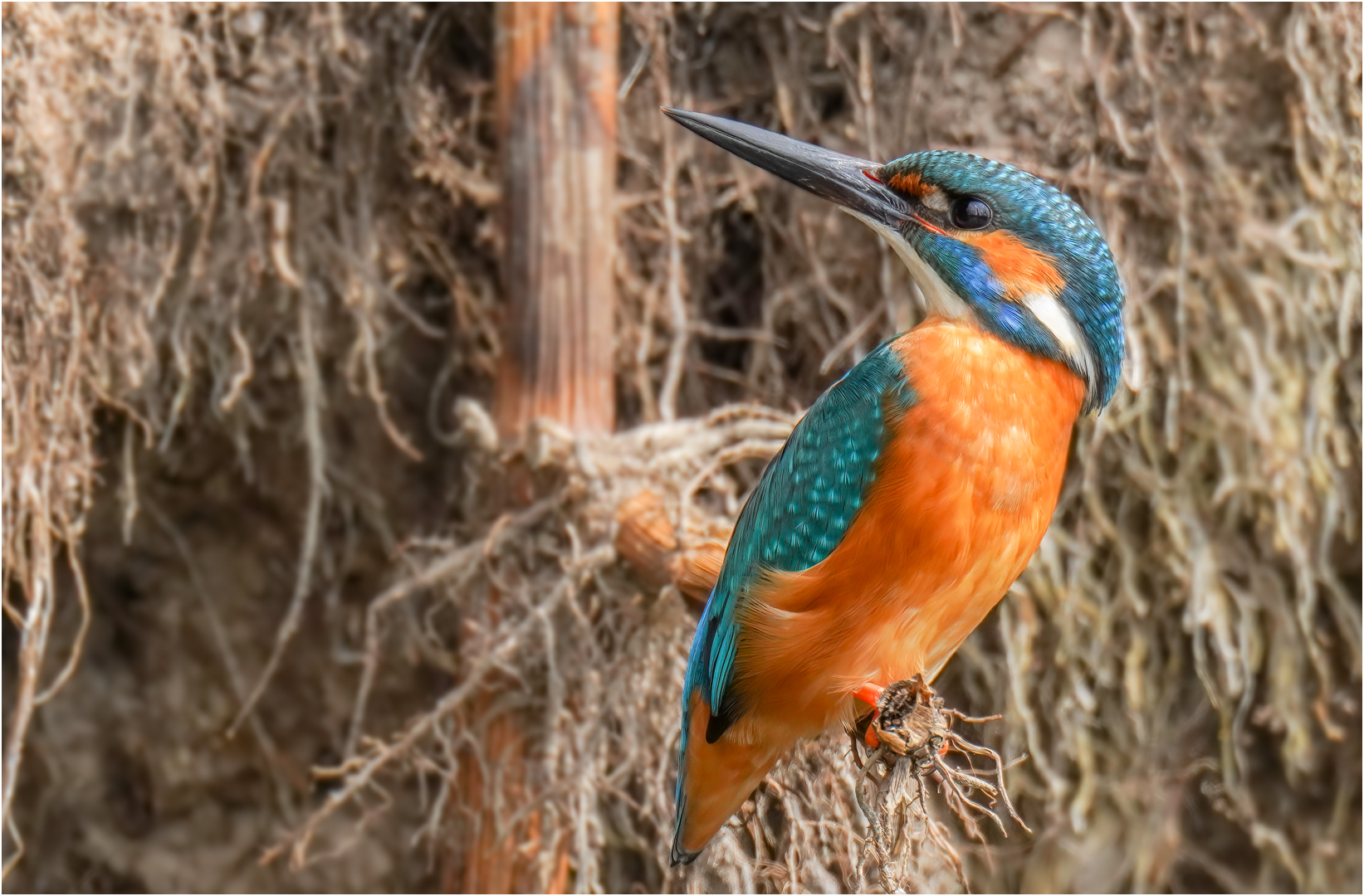 Eisvogel