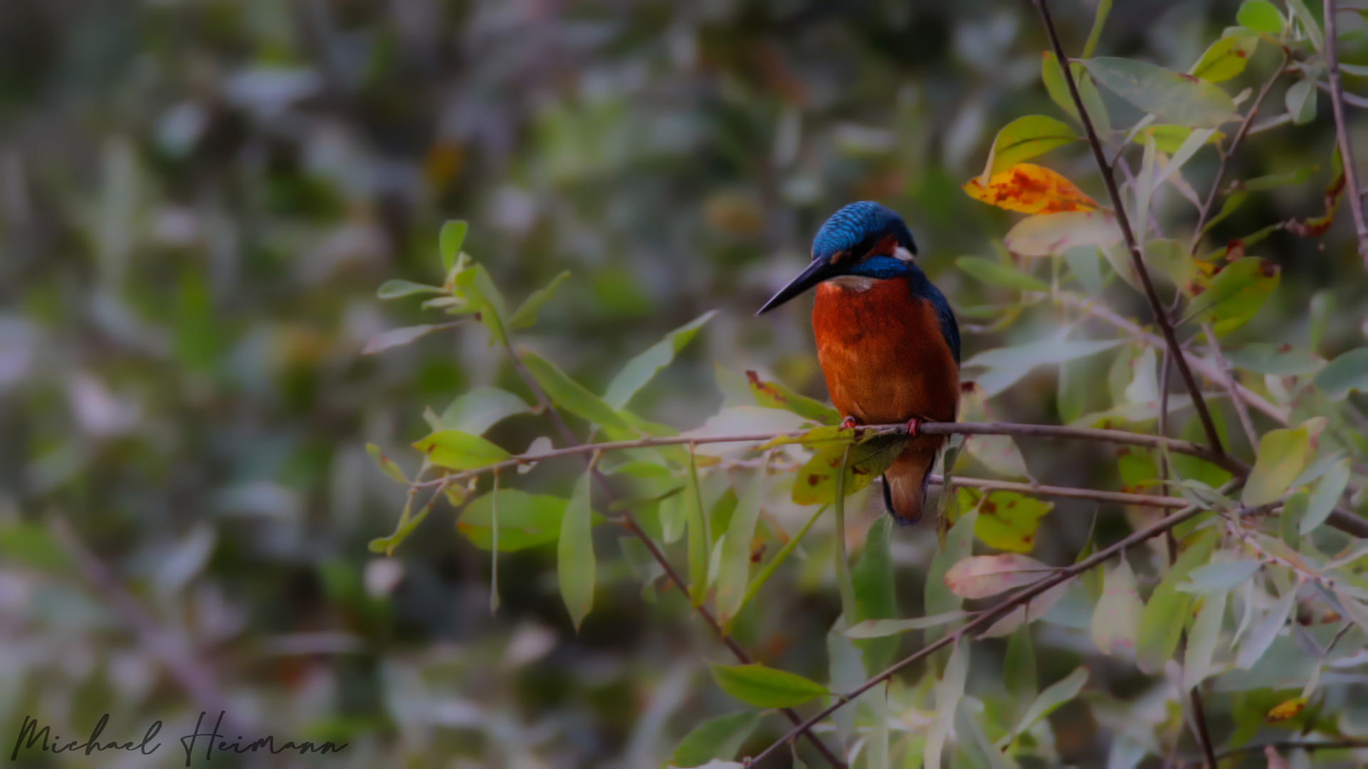 Eisvogel