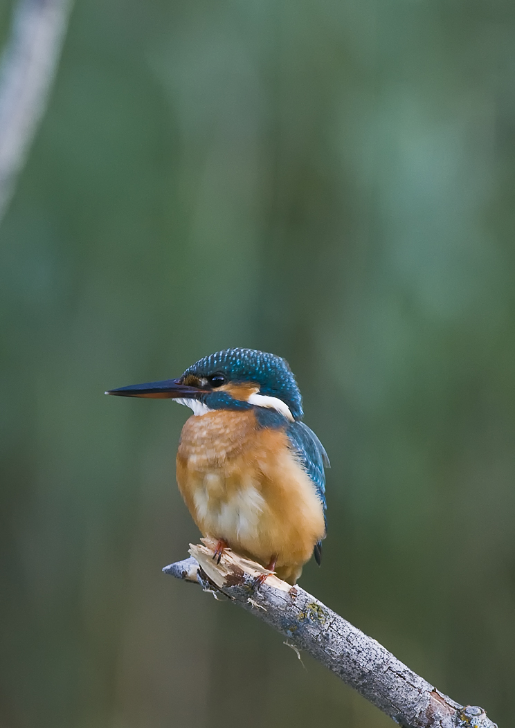 Eisvogel