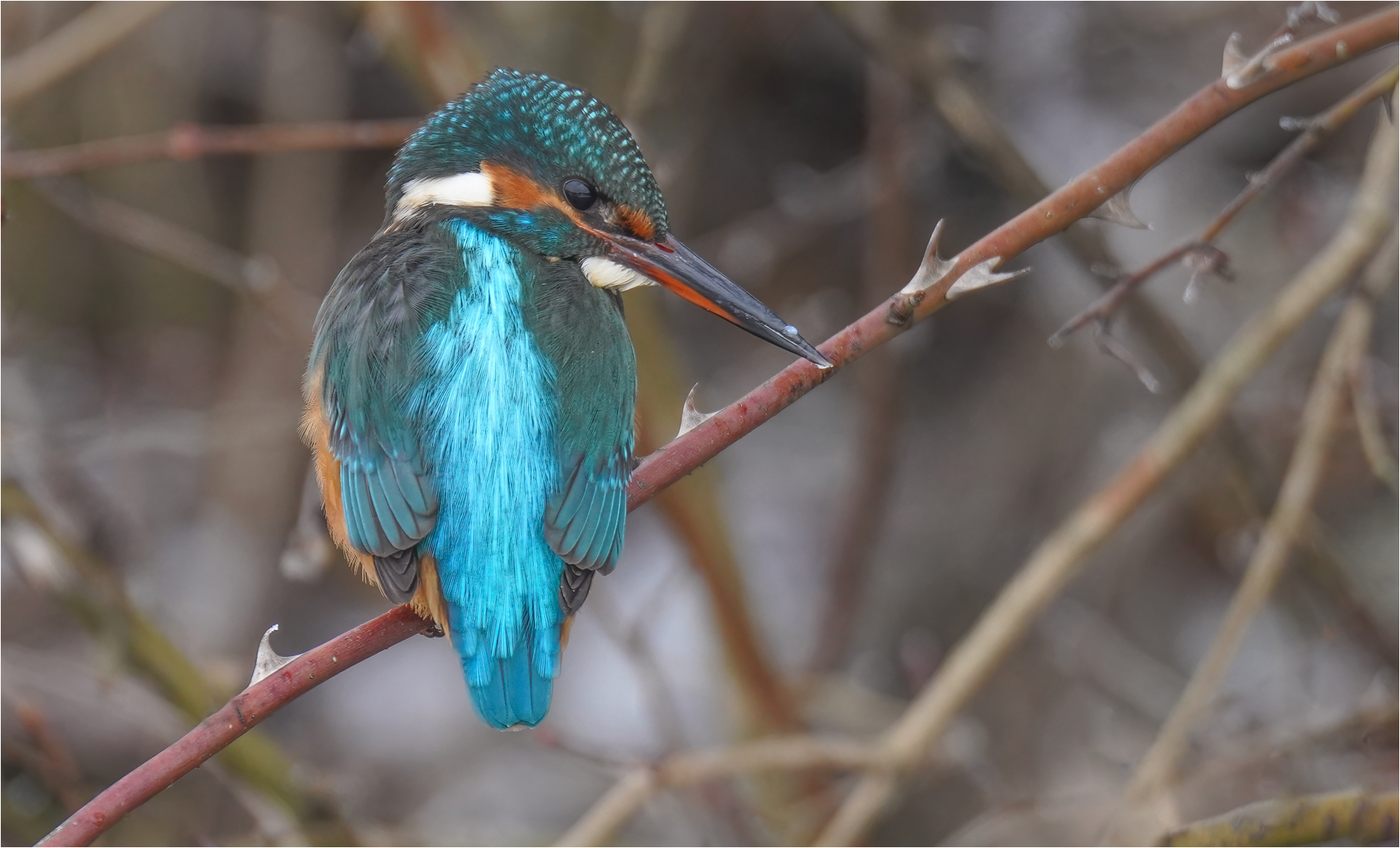 Eisvogel