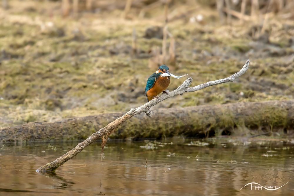 Eisvogel