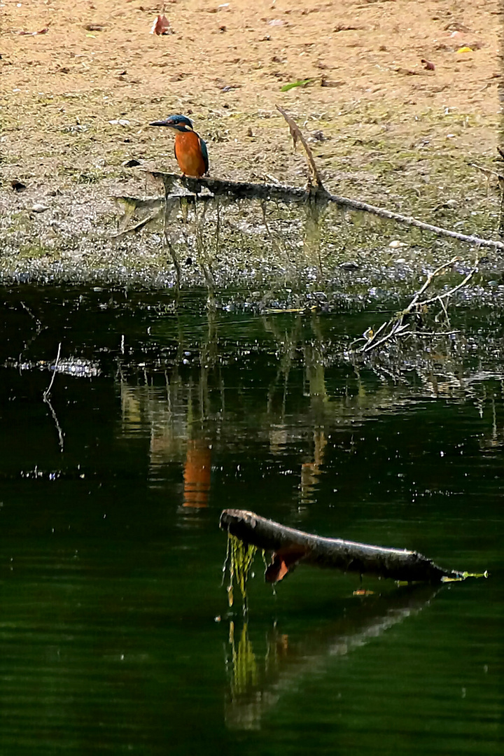 Eisvogel