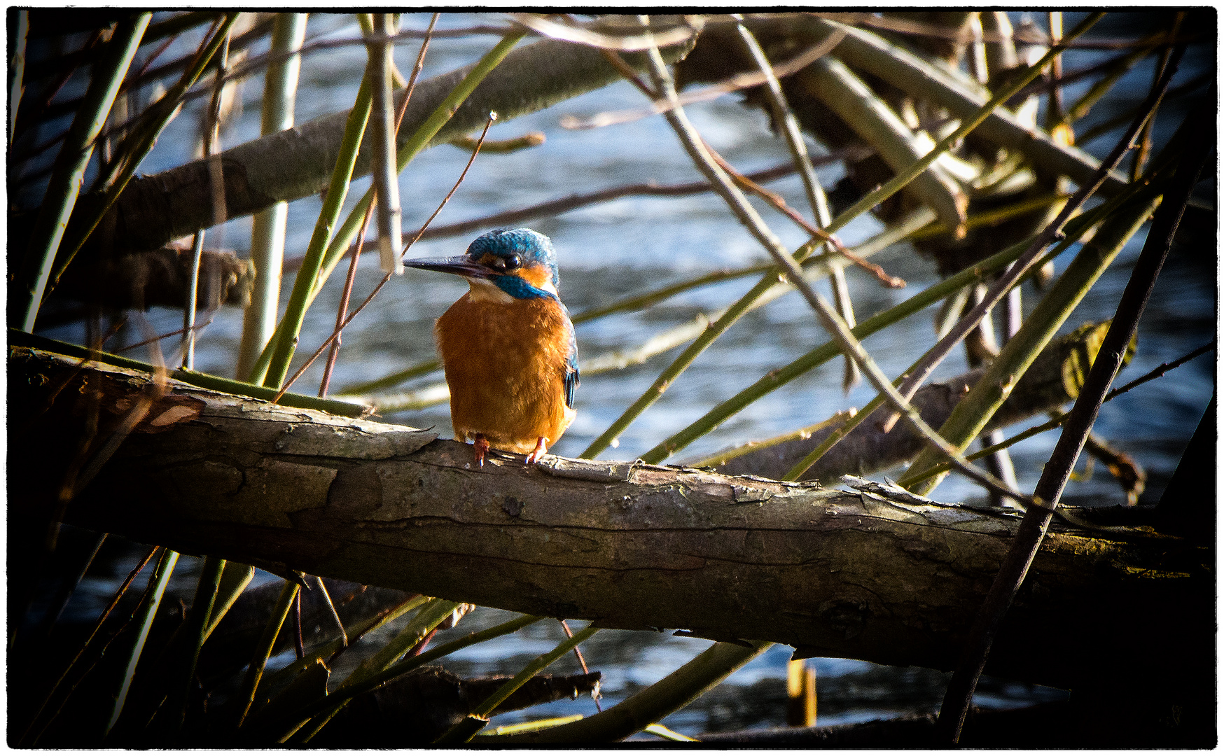 Eisvogel 