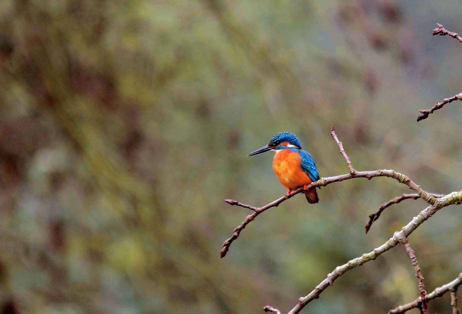 Eisvogel