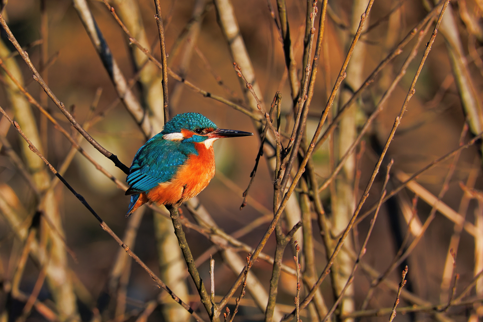 Eisvogel