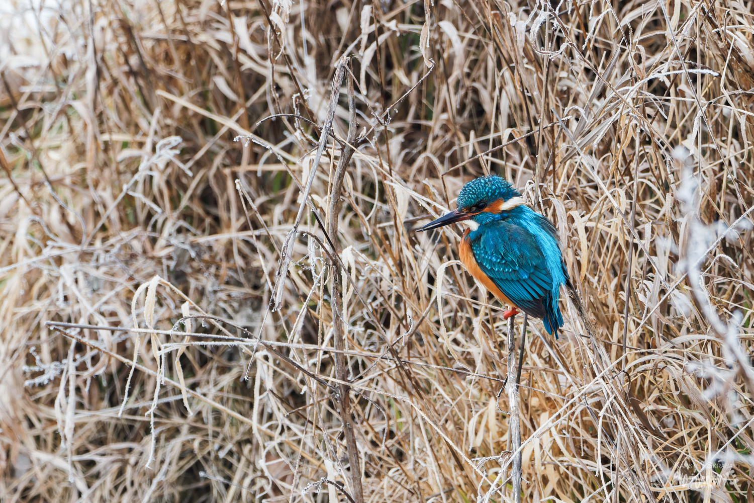 Eisvogel