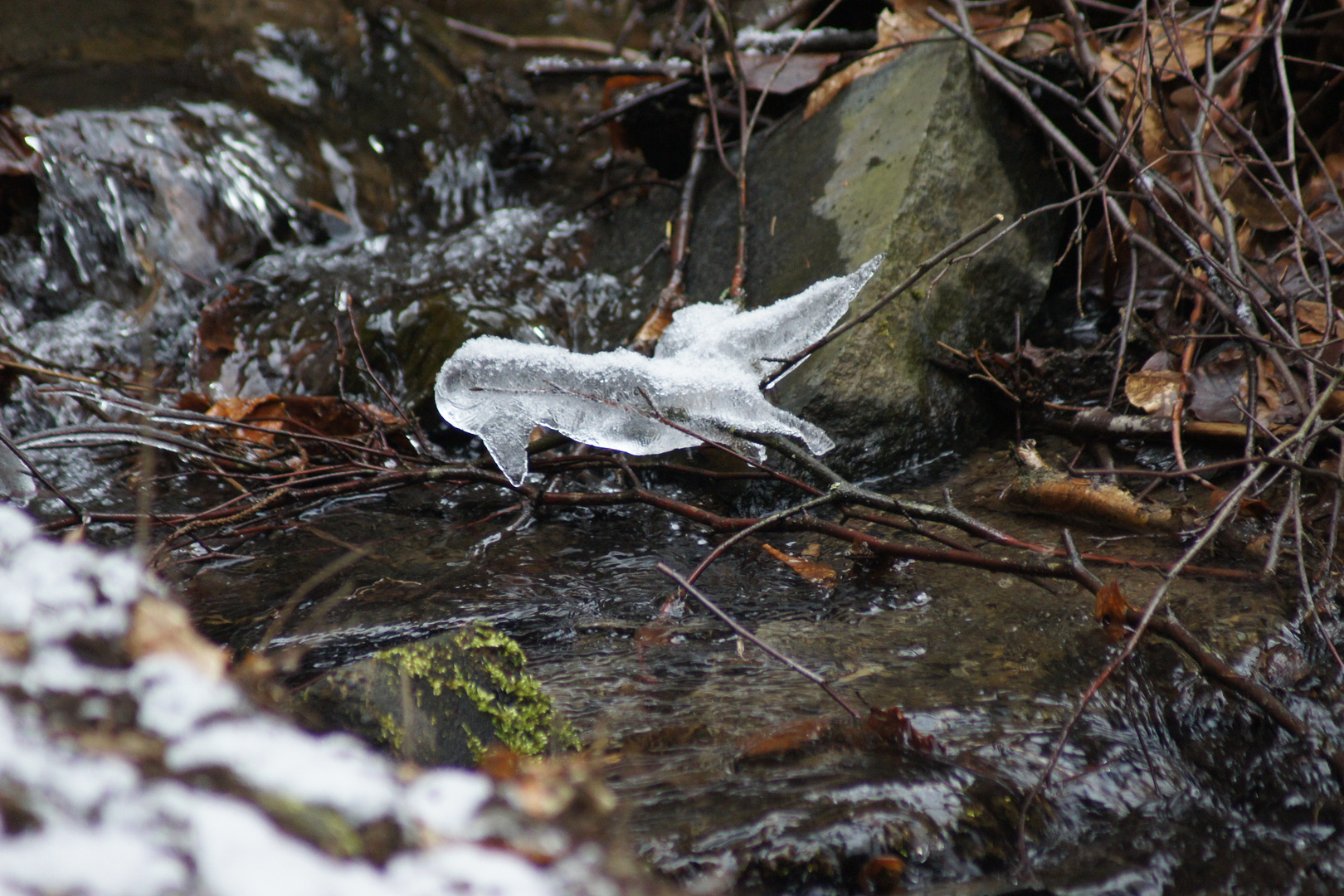 Eisvogel