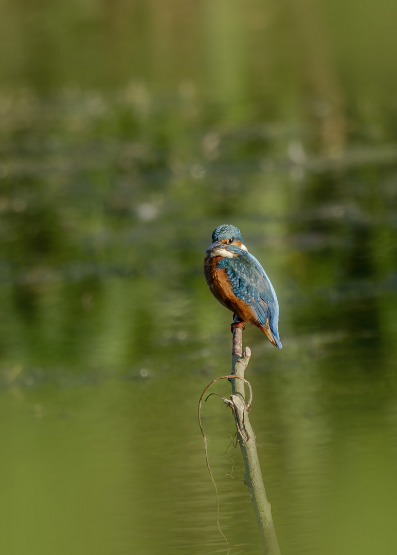 Eisvogel 