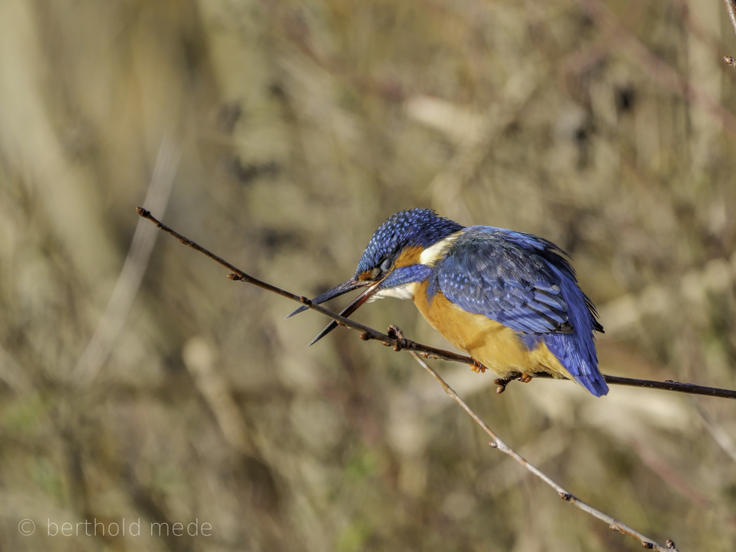 Eisvogel