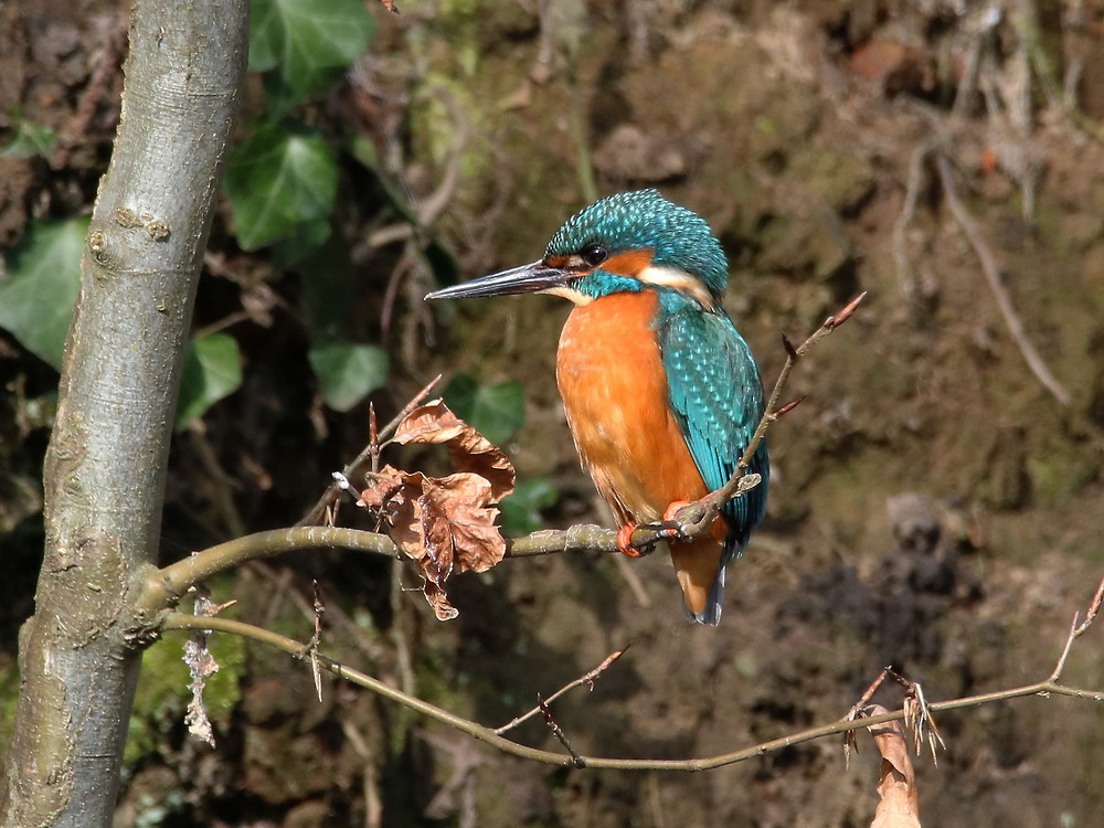 Eisvogel