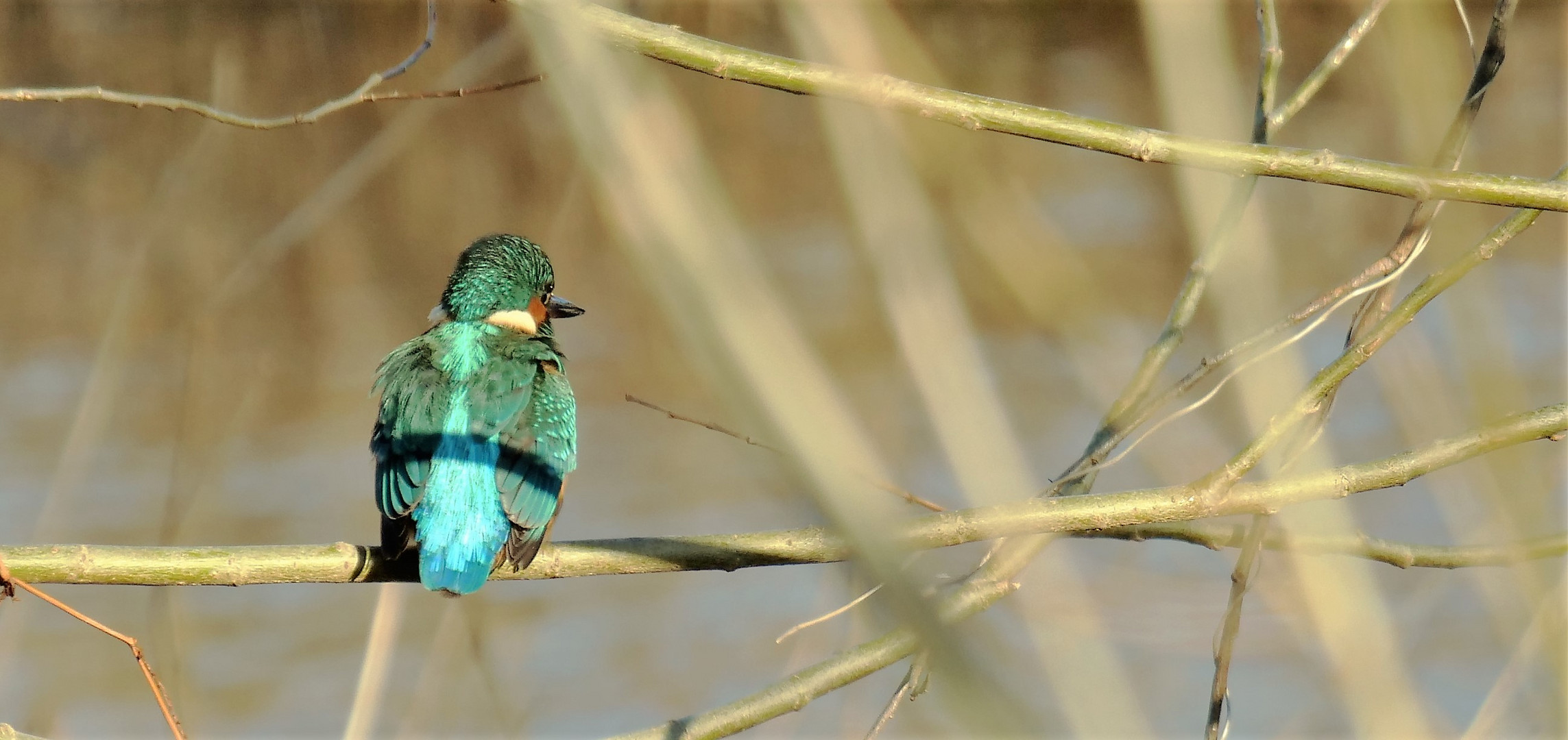 Eisvogel