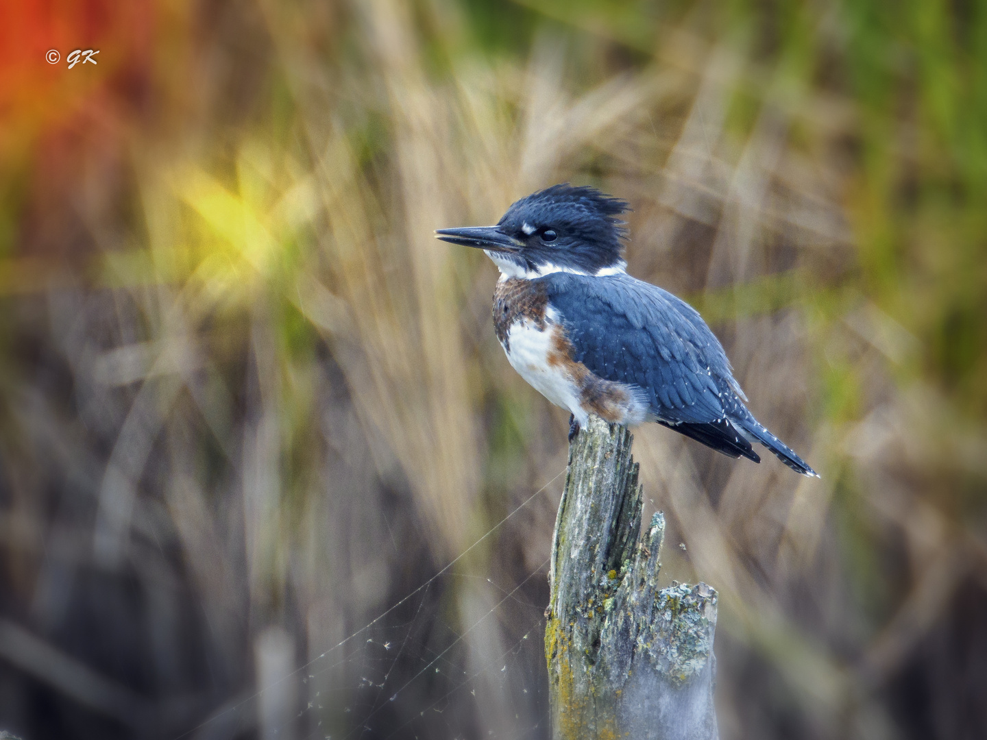 Eisvogel