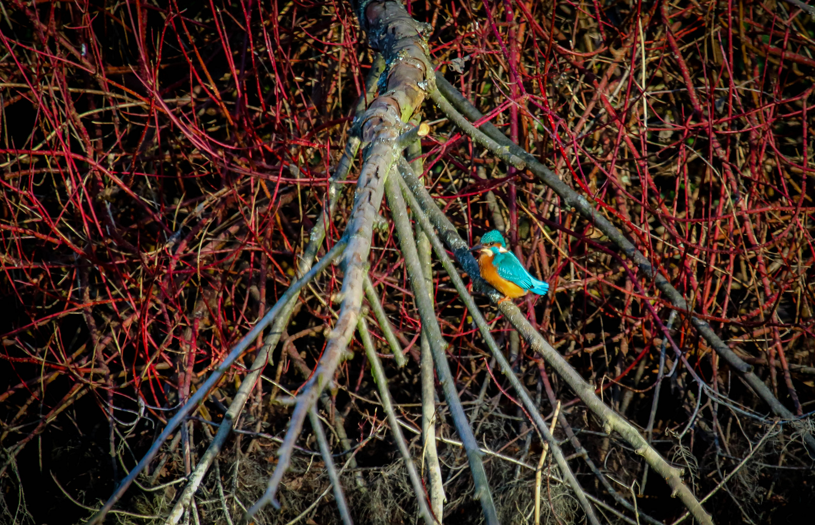 Eisvogel 