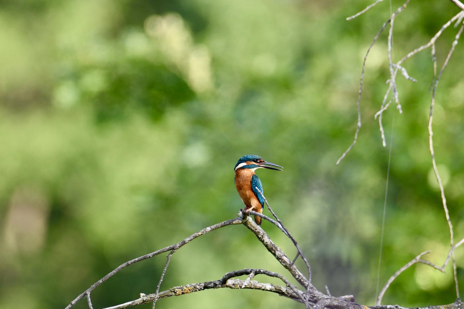 Eisvogel