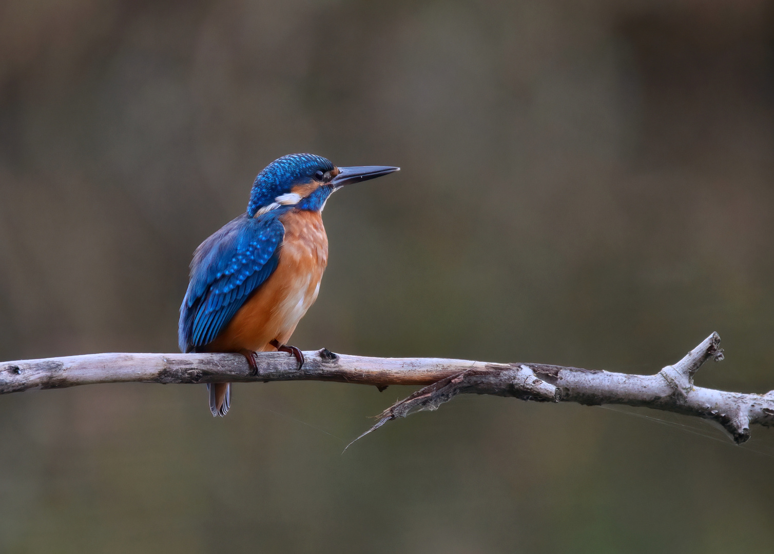 Eisvogel