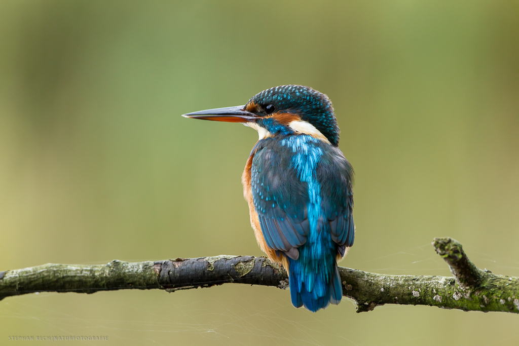 EISVOGEL