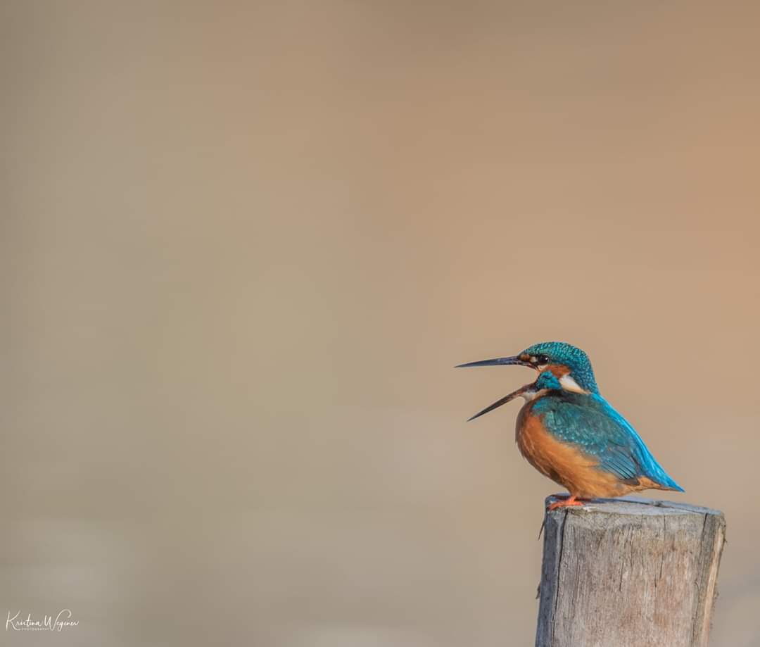 Eisvogel