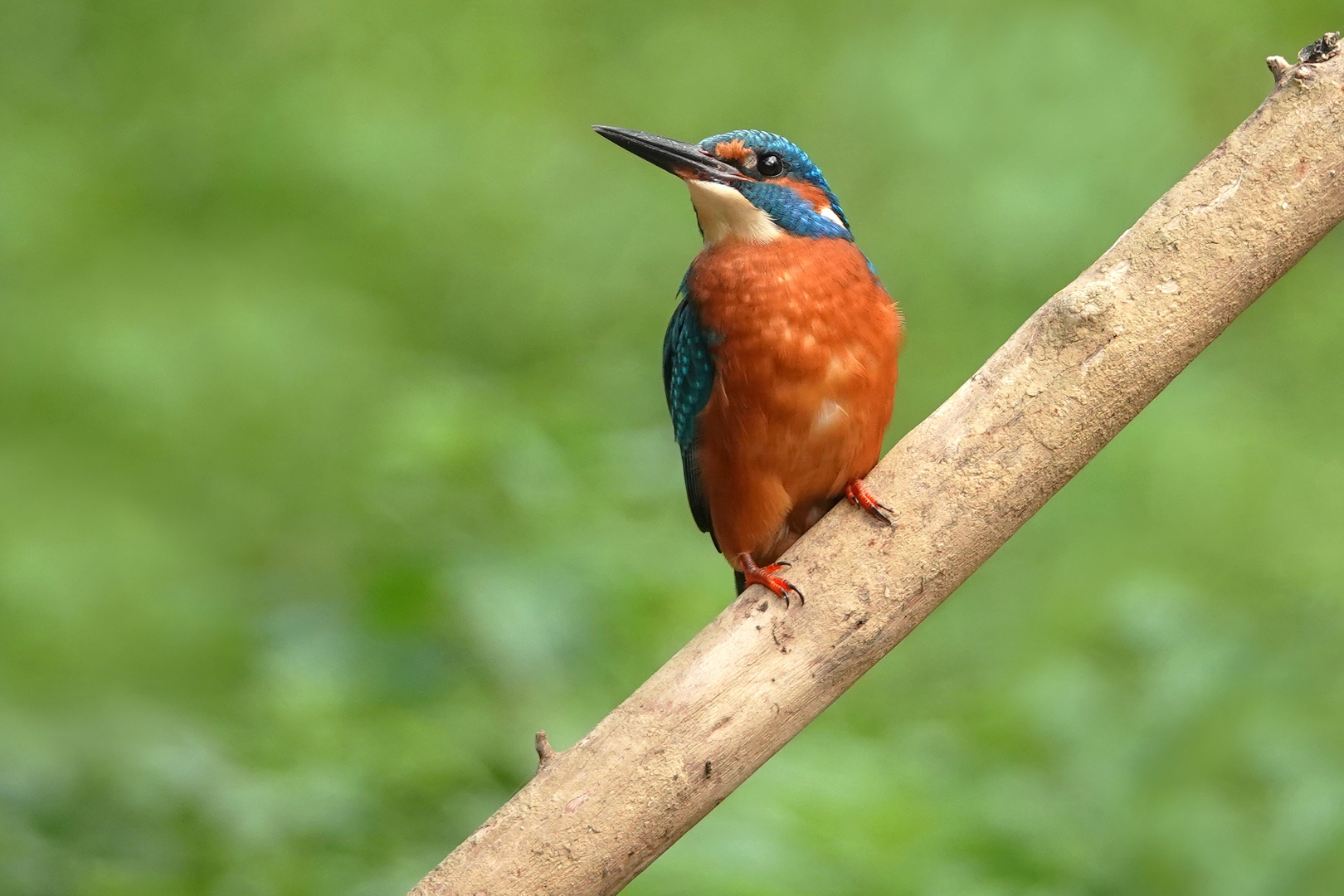 Eisvogel