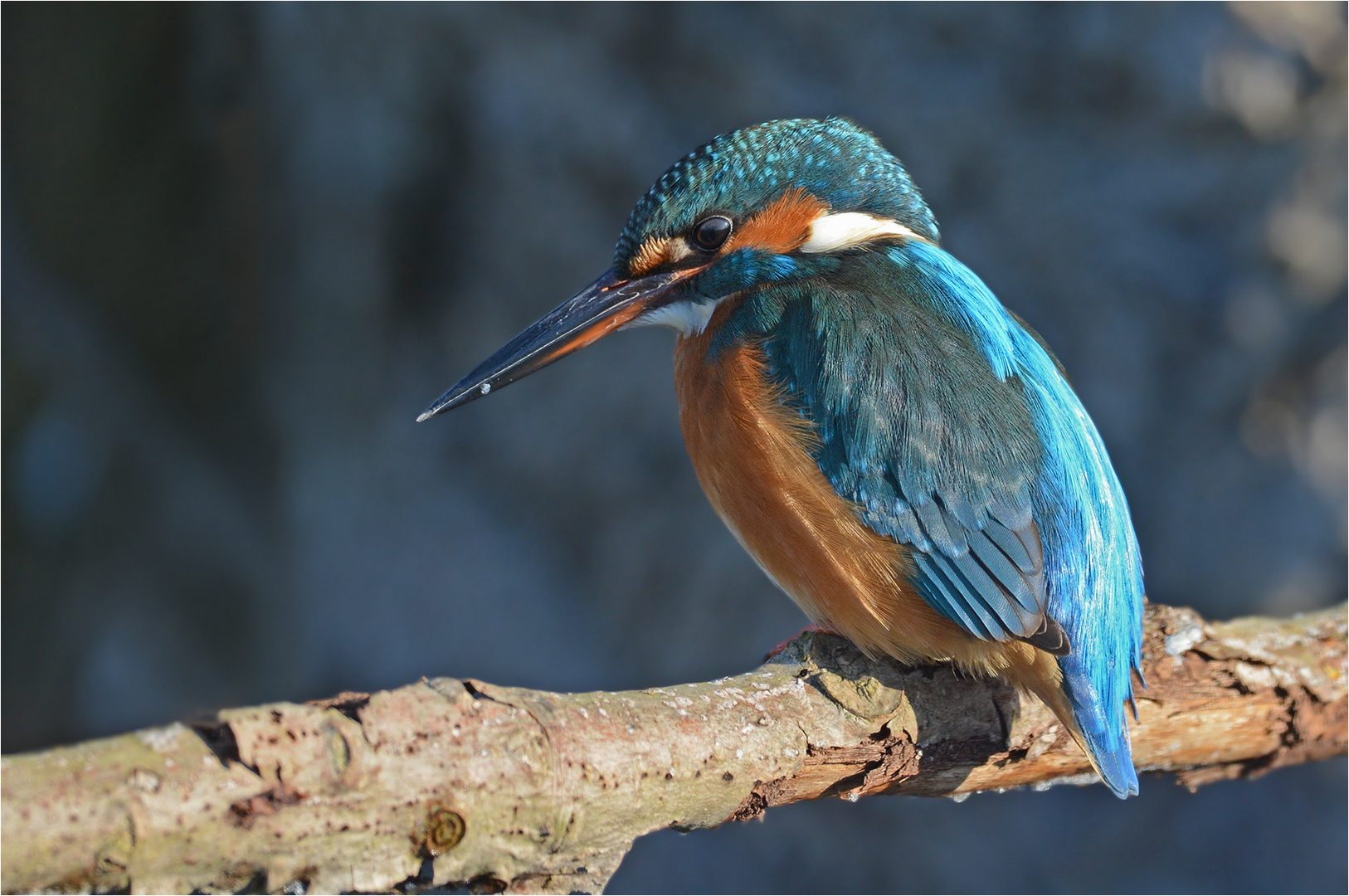 Eisvogel