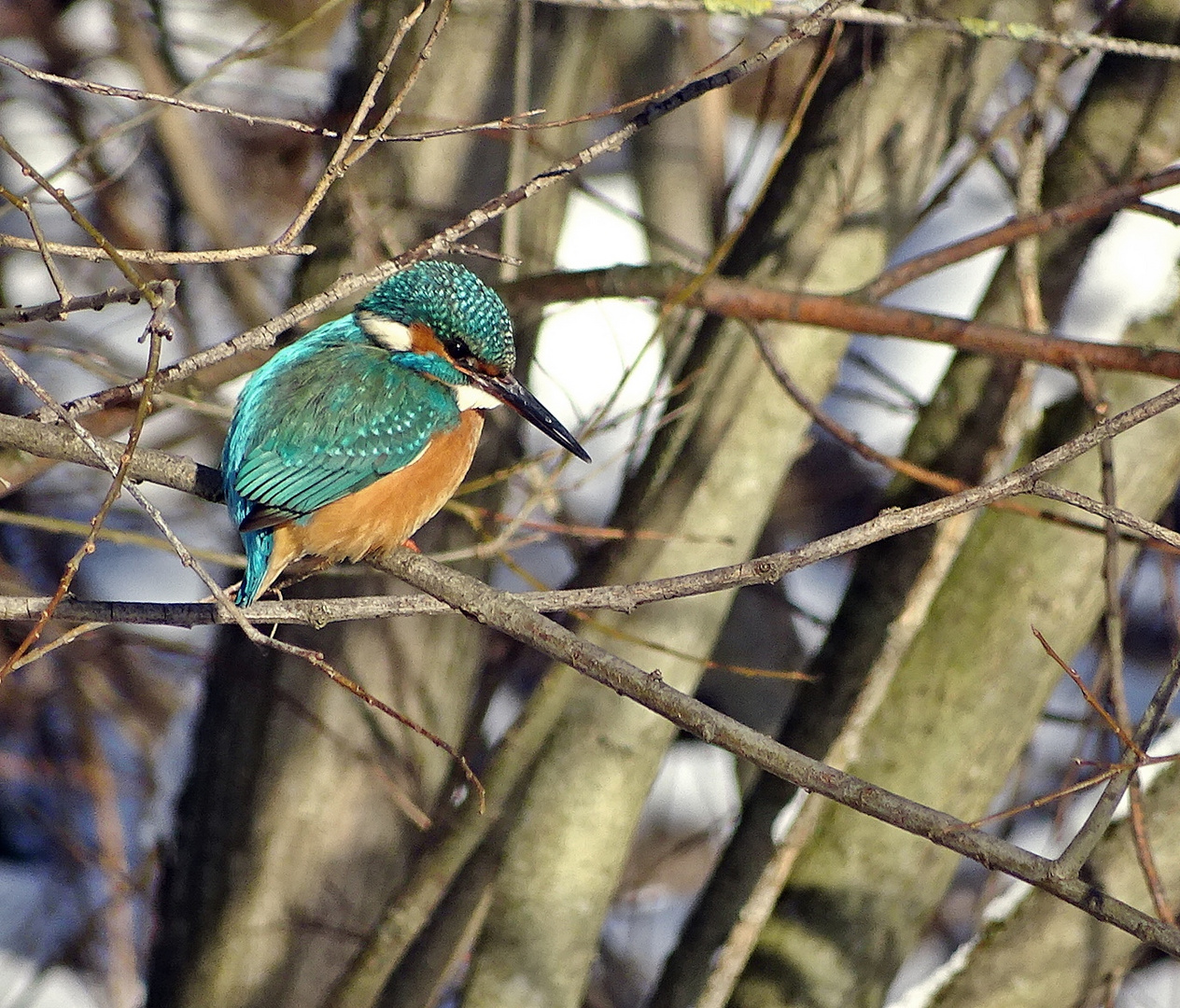 Eisvogel