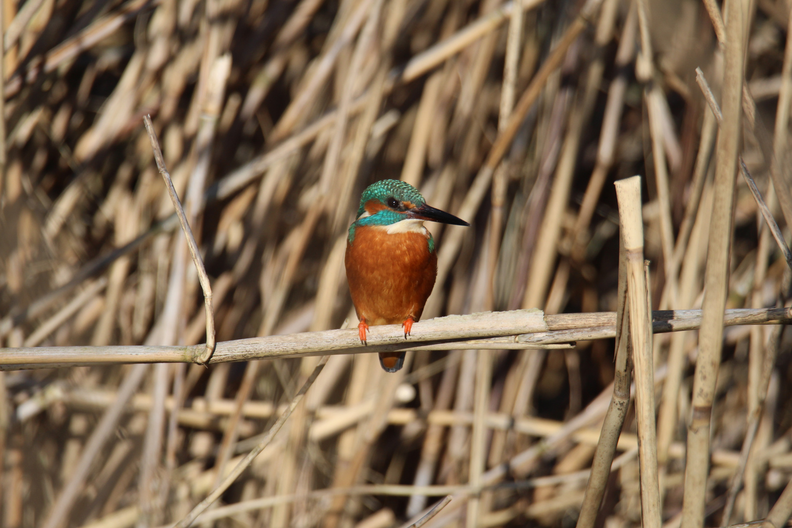 Eisvogel