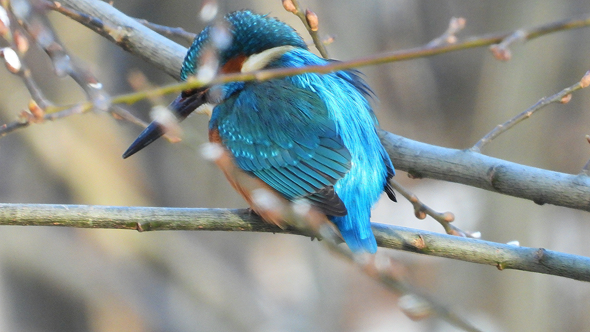 Eisvogel