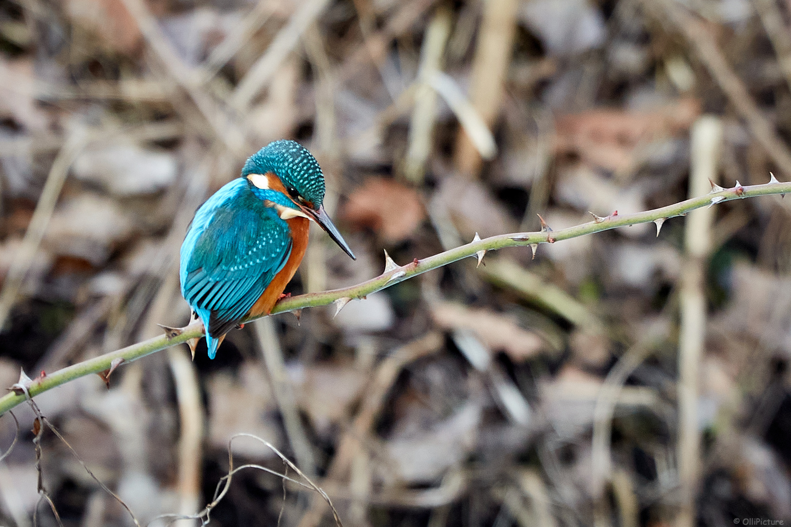 Eisvogel