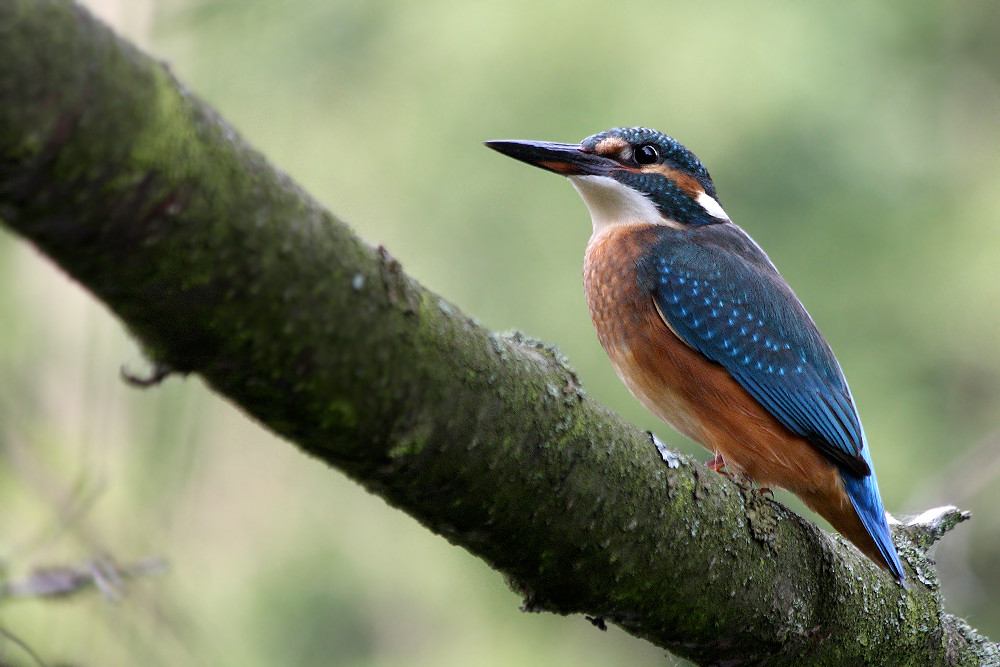 Eisvogel