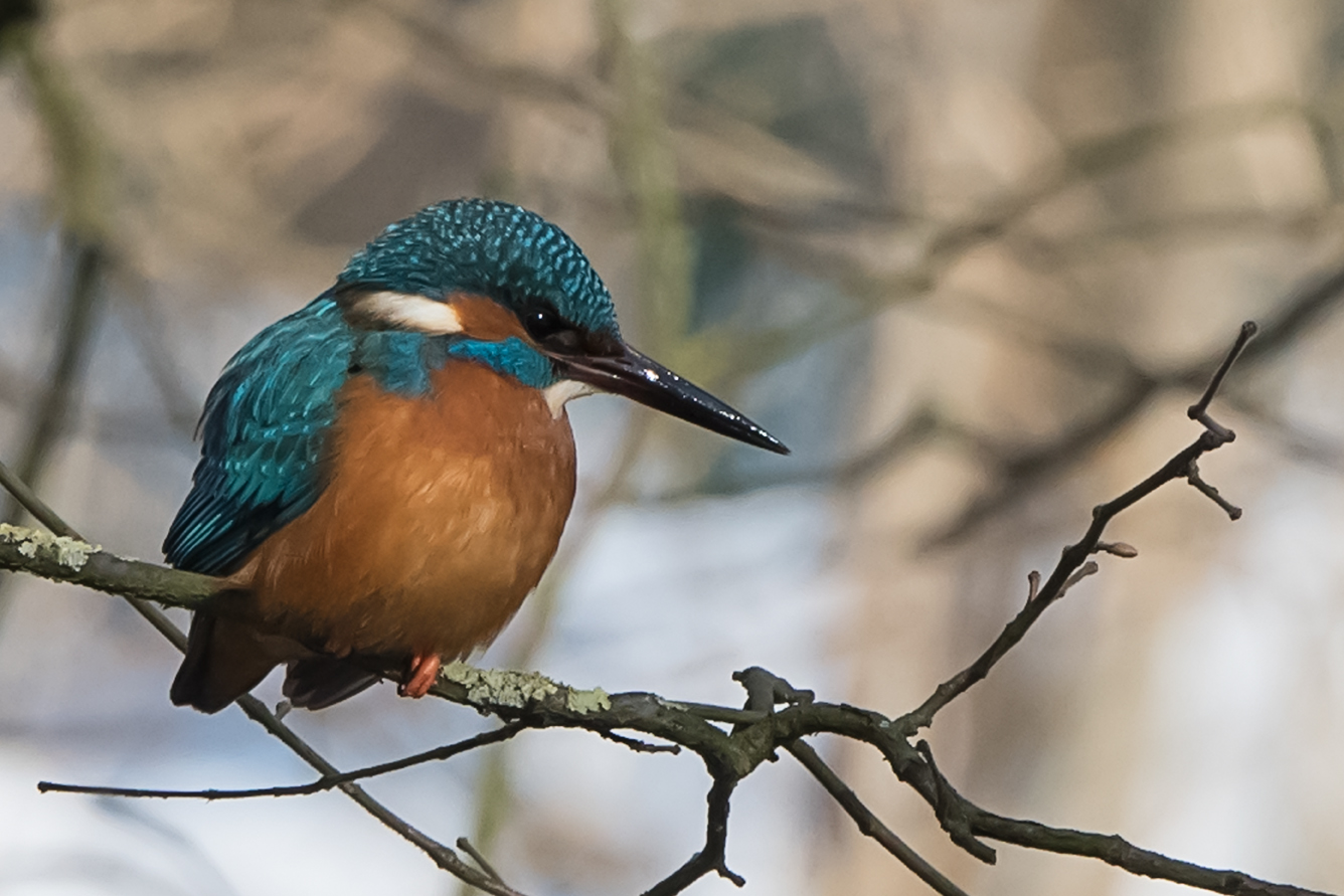 Eisvogel