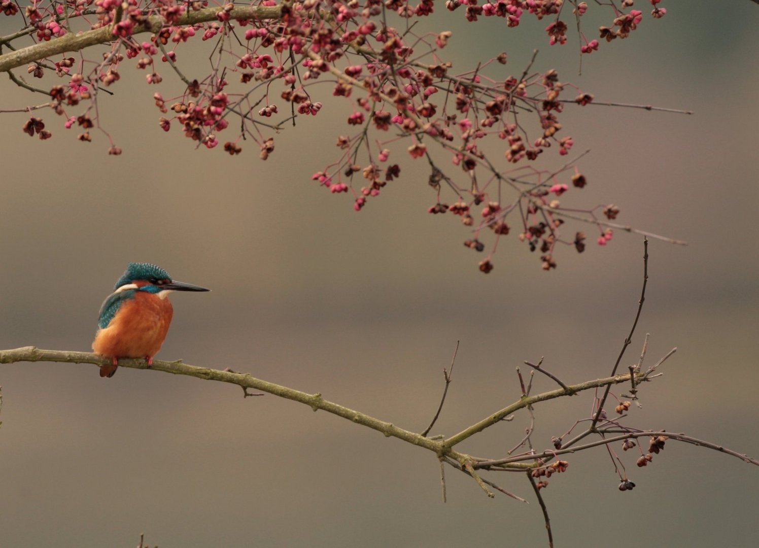 Eisvogel