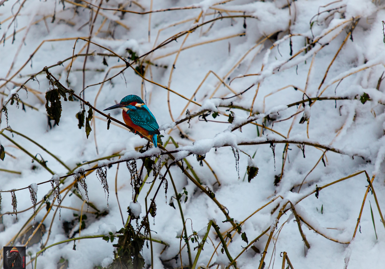 Eisvogel