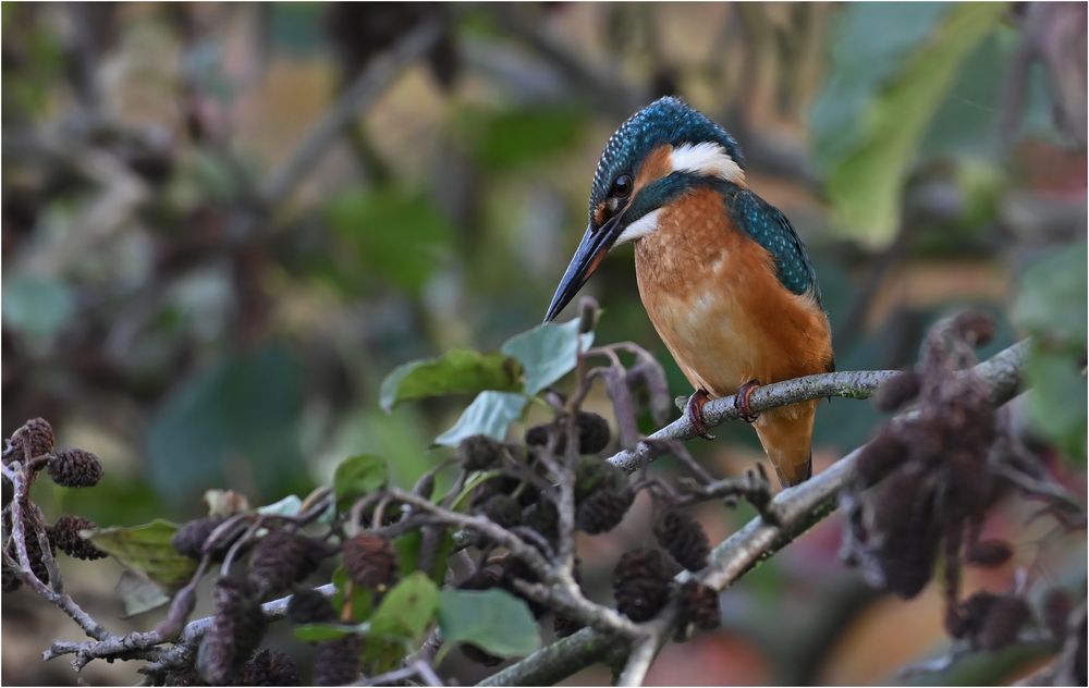 Eisvogel