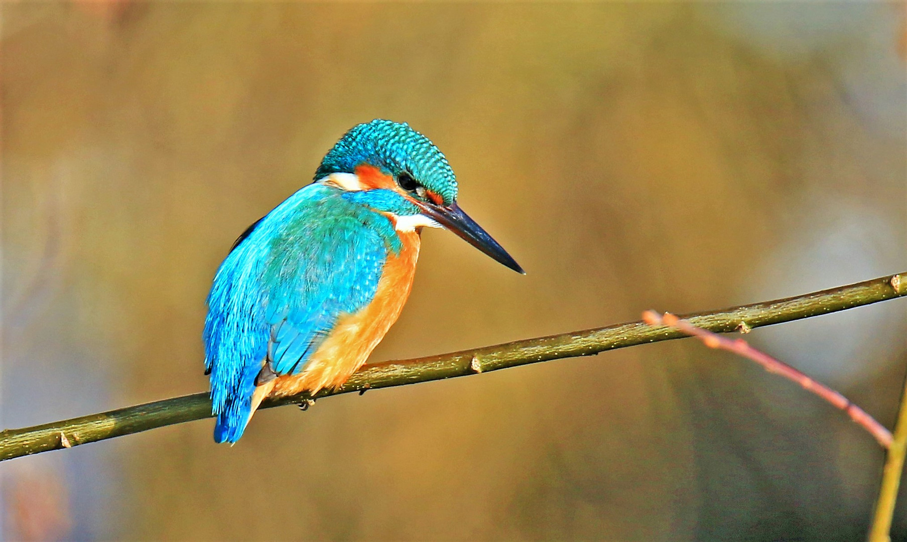 Eisvogel