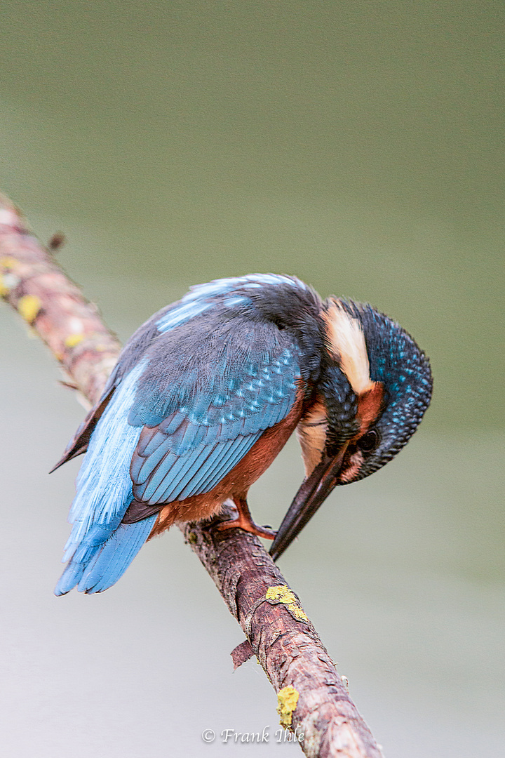 Eisvogel