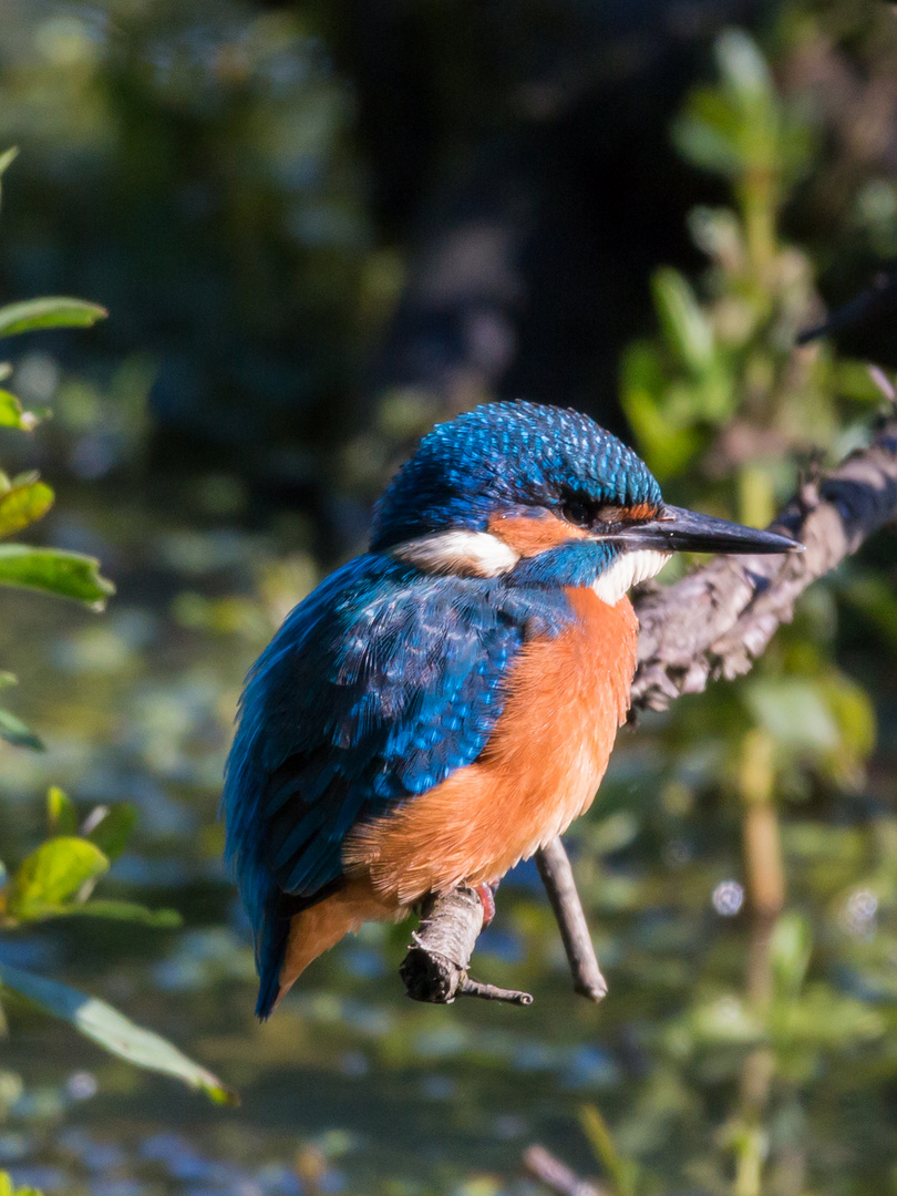 Eisvogel 