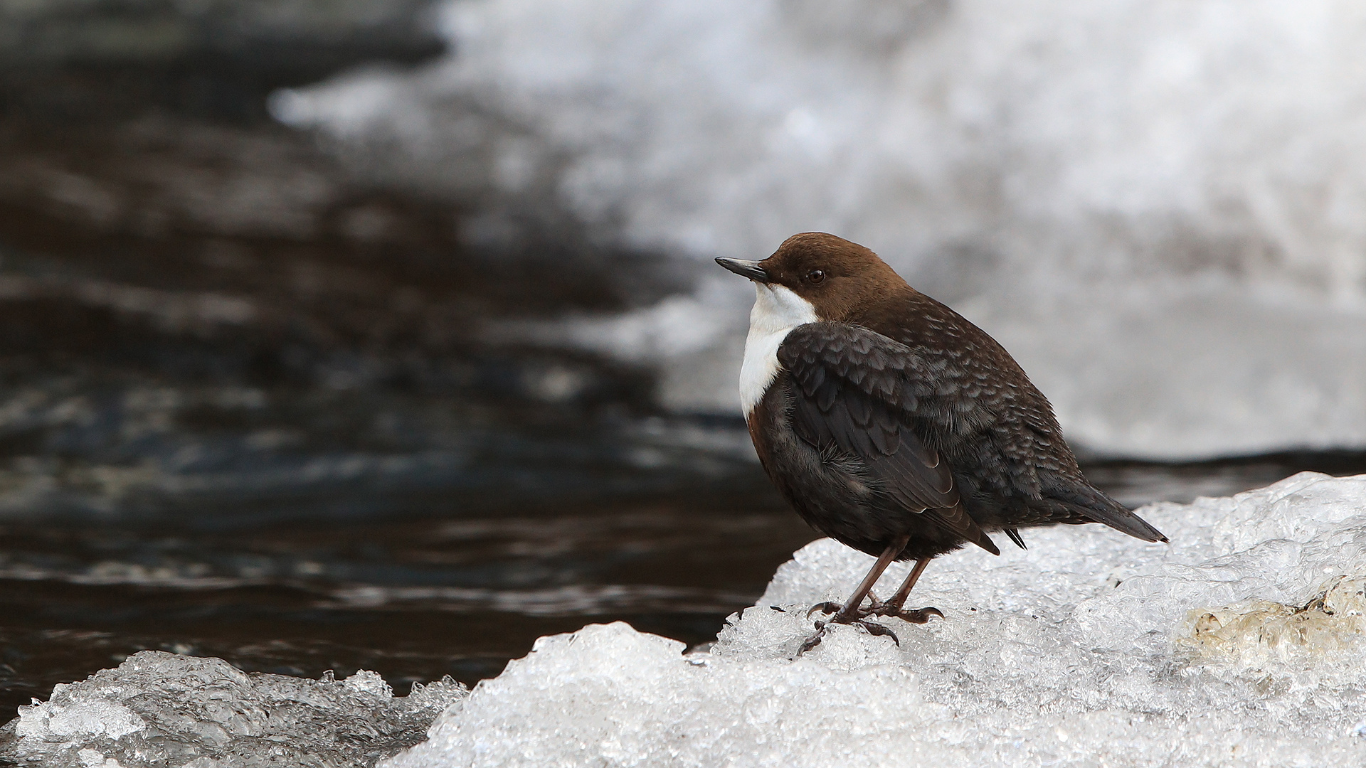 Eisvogel