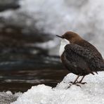 Eisvogel