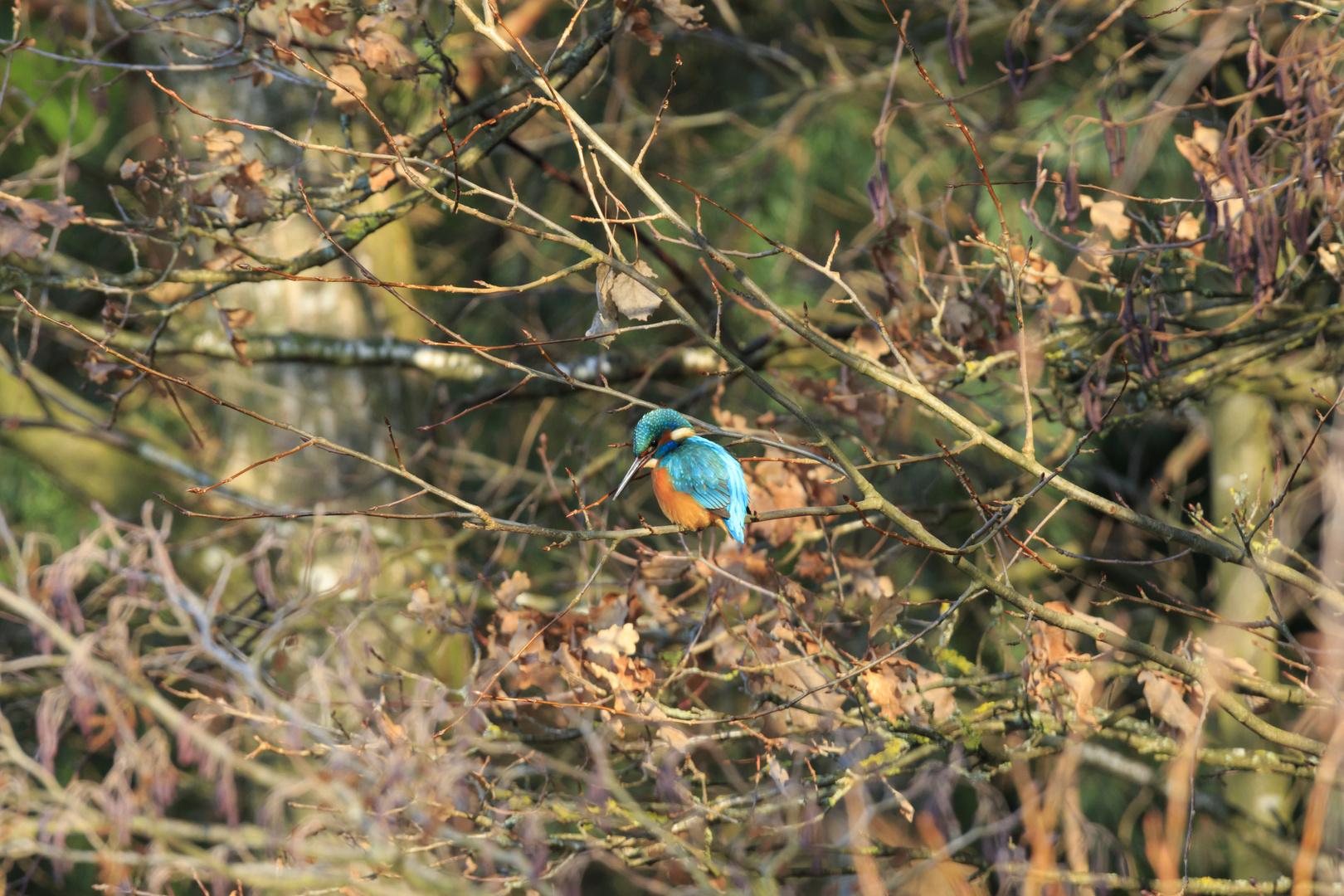 Eisvogel