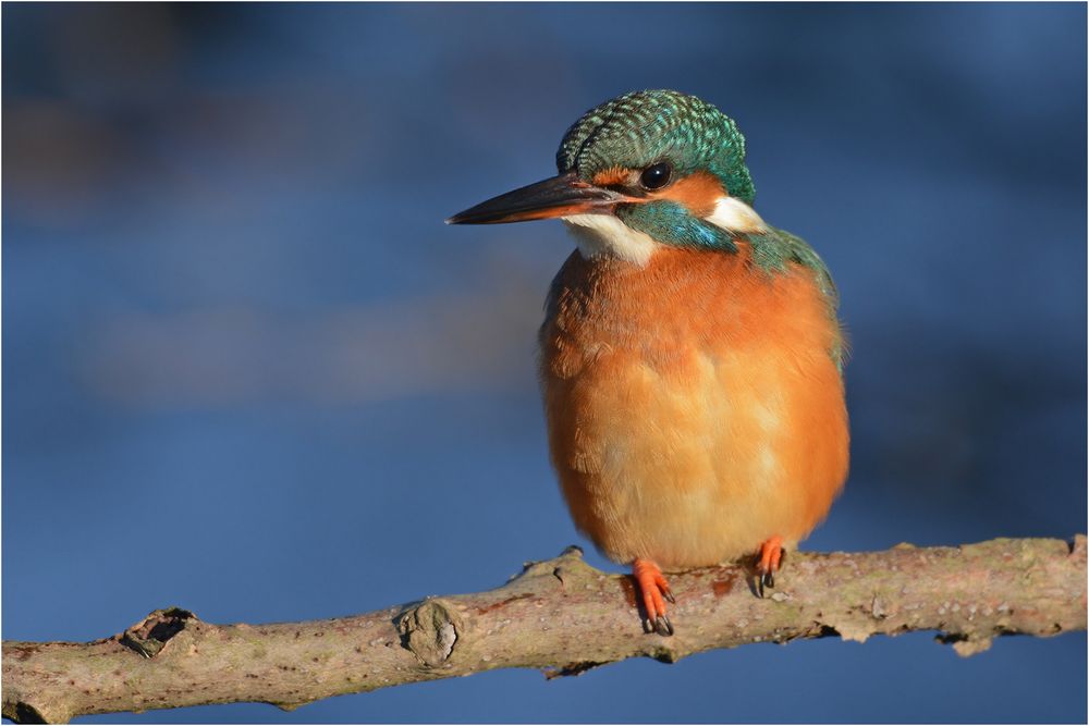 Eisvogel