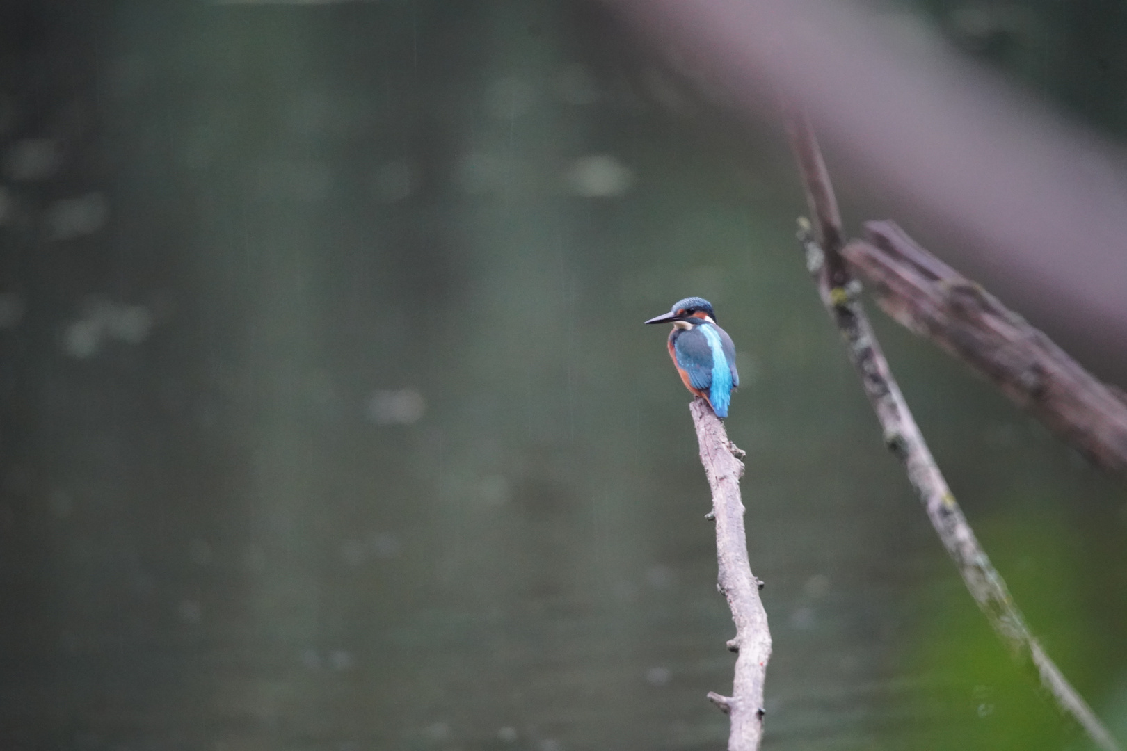 Eisvogel